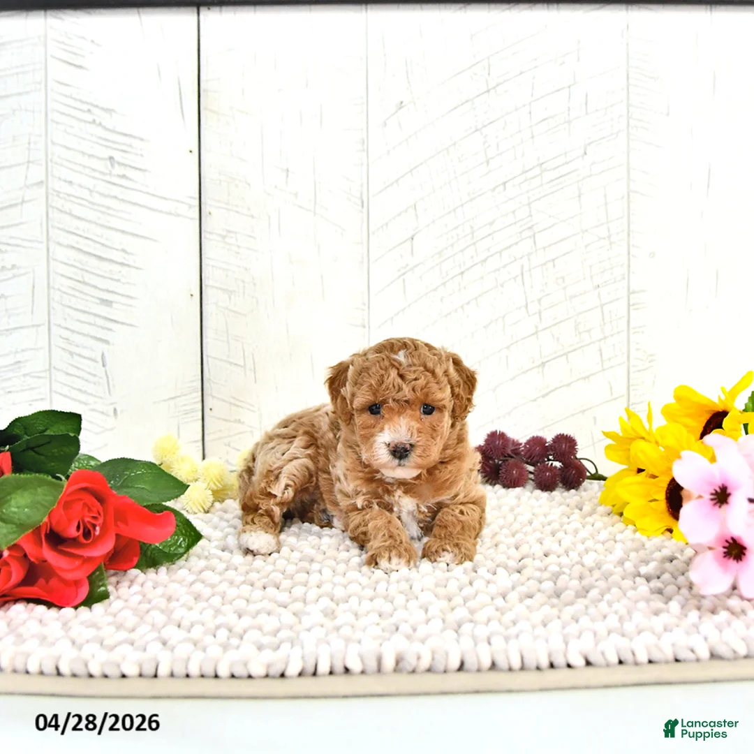 Miniature Poodle dogs for sale: Rena - Ad 1