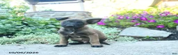 Belgian Malinois dogs for sale: Alonzo - Ad 1