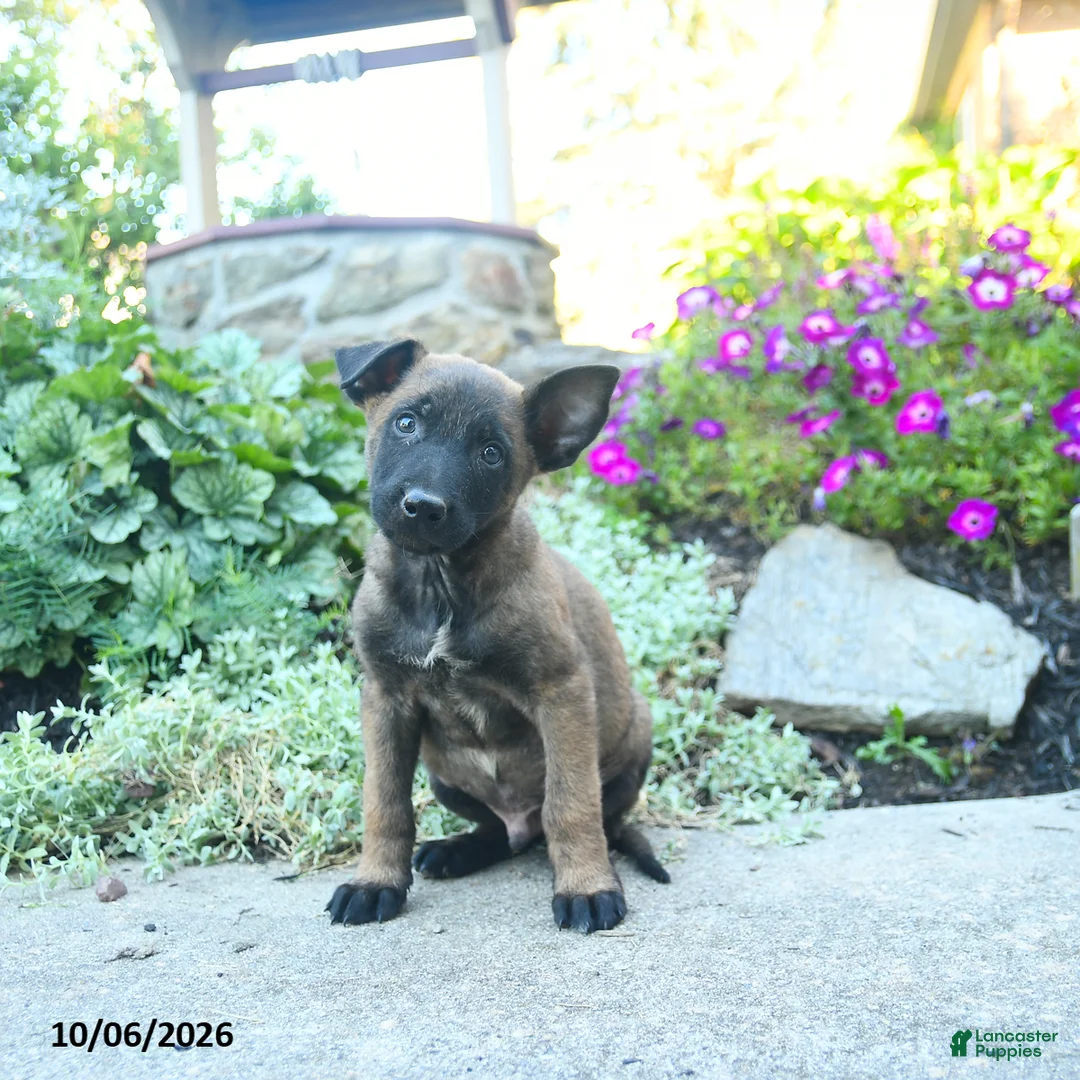 Belgian Malinois dogs for sale: Alonzo - Ad 1