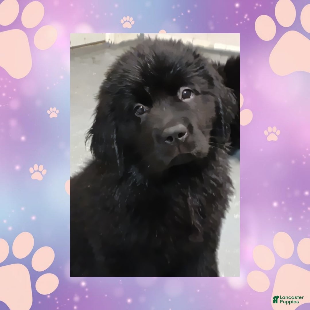 Newfoundland dogs Sadie - Ad 1
