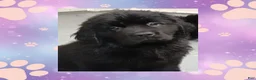 Newfoundland dogs for sale: Sadie - Ad 1