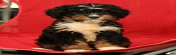 Mini Bernedoodle dogs for sale: Luna - Ad 8