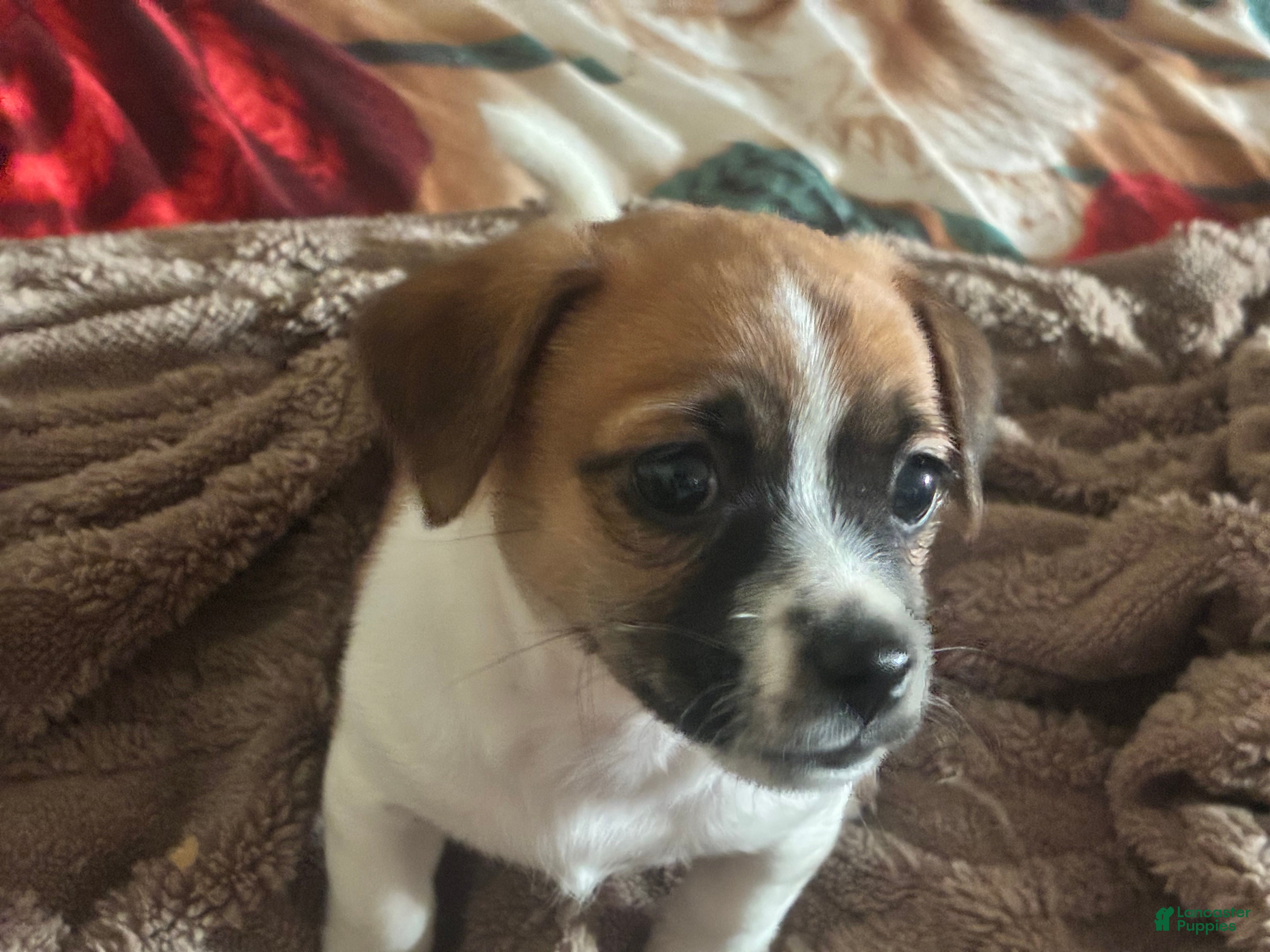 Mixed Breed dogs Mixed Breed 2 - Ad 29