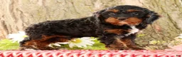 Cavapoo dogs for sale: Jasper - Ad 7