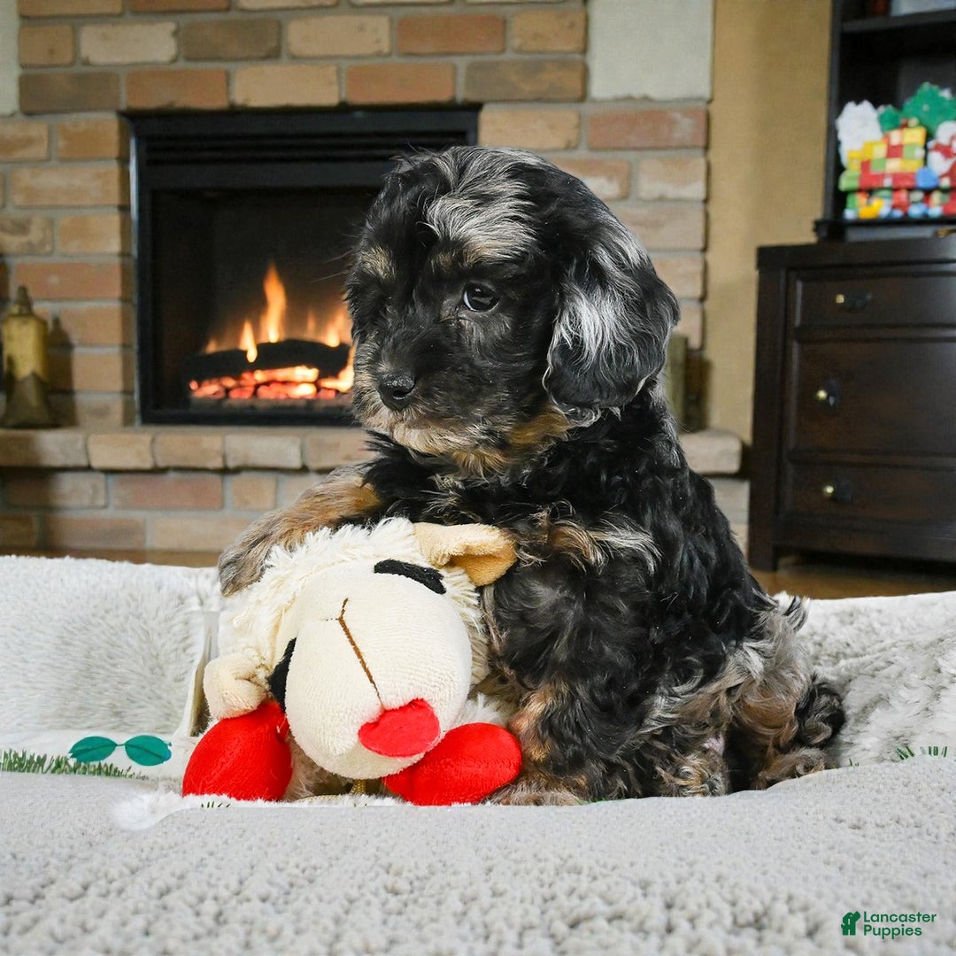 Cockapoo dogs for sale: max - Ad 6