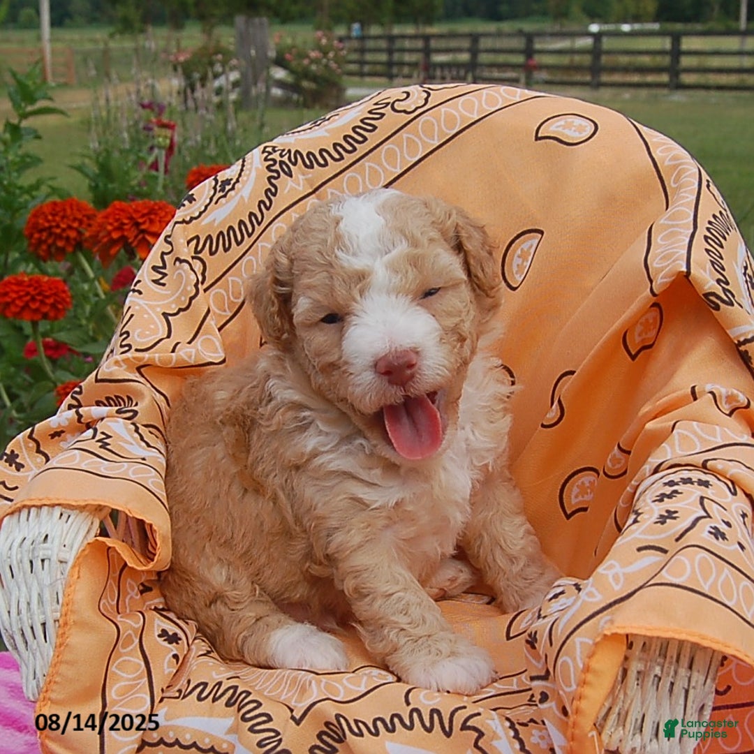 Toy Poodle dogs for sale: Blaze - Ad 9