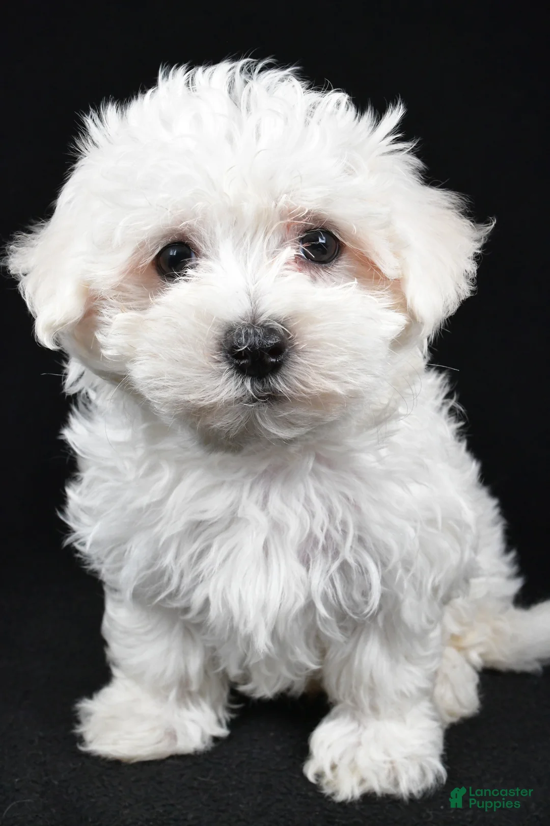 Maltese dogs for sale: Cooper - Ad 1