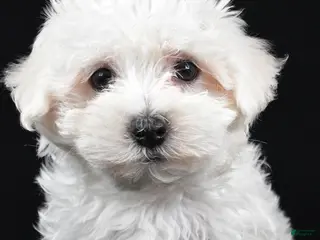 Maltese dogs for sale: Cooper - Ad 4