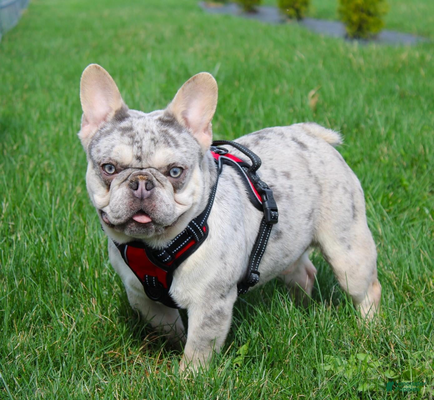 French Bulldog dogs Marlo - Ad 2