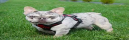 French Bulldog dogs for sale: Marlo - Ad 2