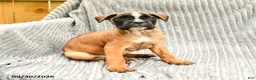 Mixed Breed dogs for sale: Rose  - Ad 3