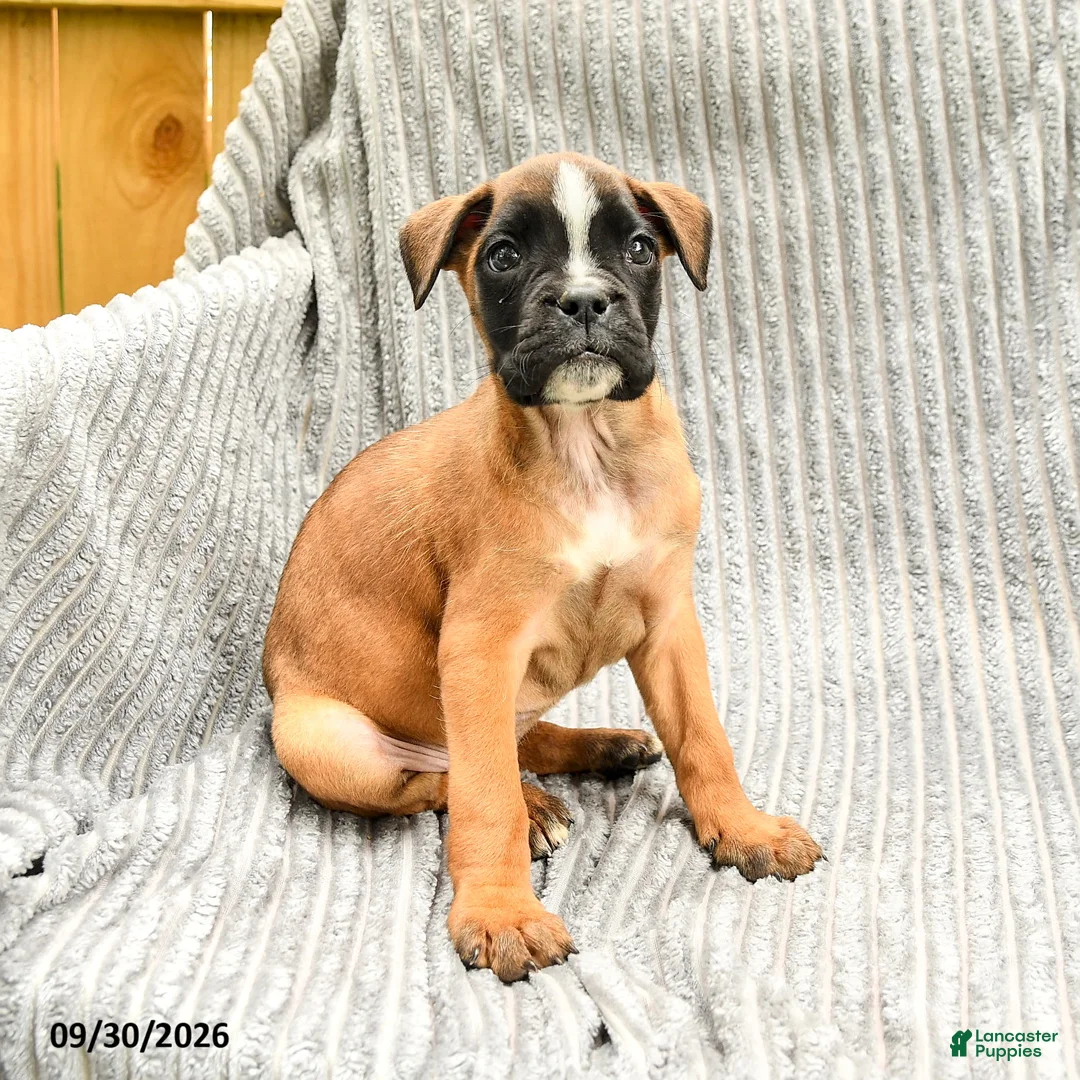 Mixed Breed dogs for sale: Rose  - Ad 3
