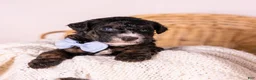 Bernedoodle dogs for sale: Hank - Ad 4