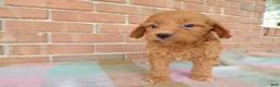 Cockapoo dogs for sale: Conner - Ad 4