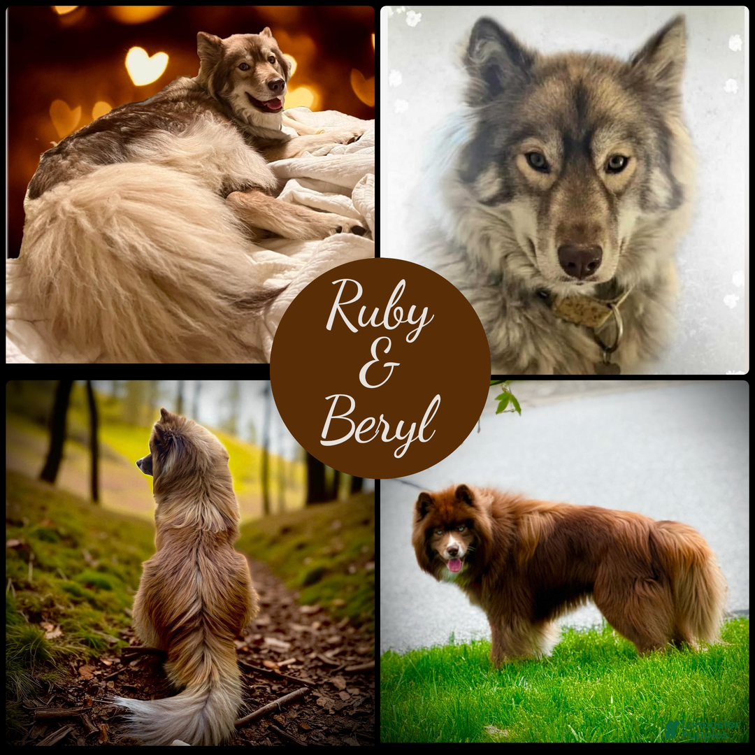 Siberian Husky dogs for sale: Mohagany - Ad 3