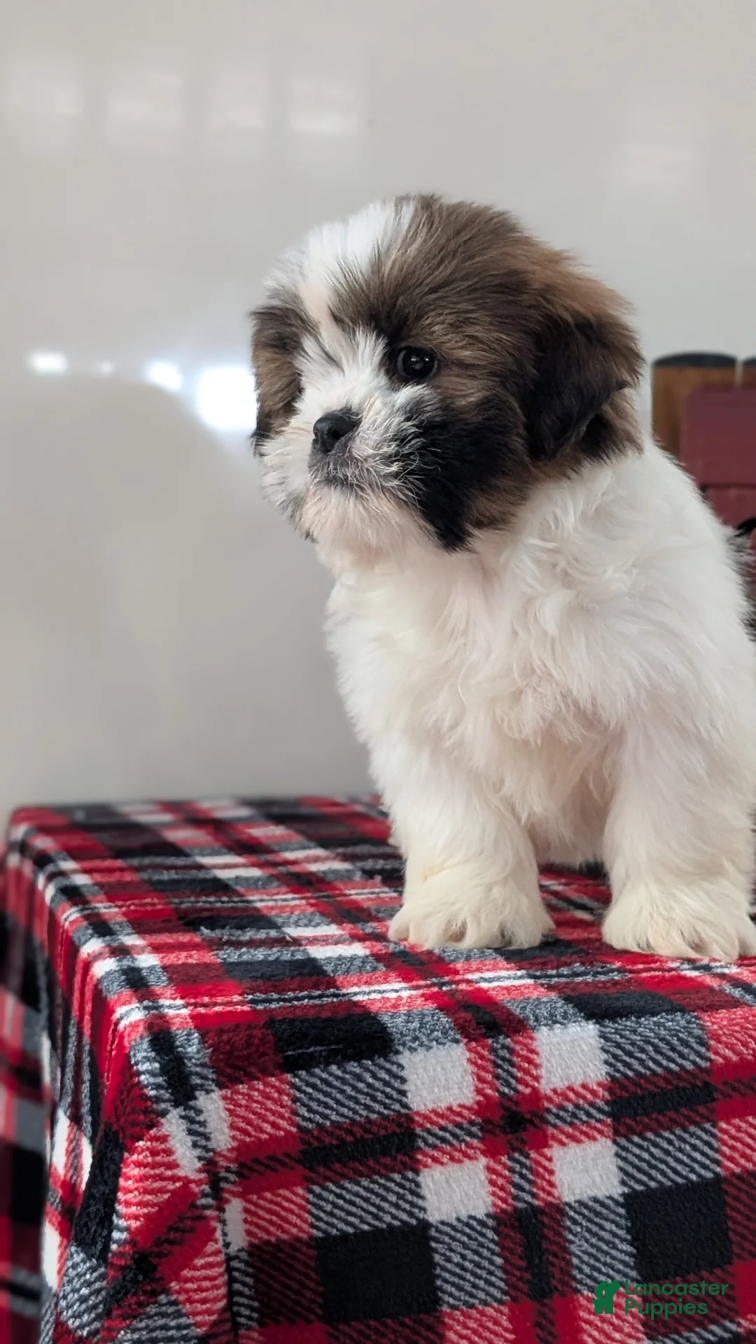 Shih Tzu dogs for sale: Carter  - Ad 3