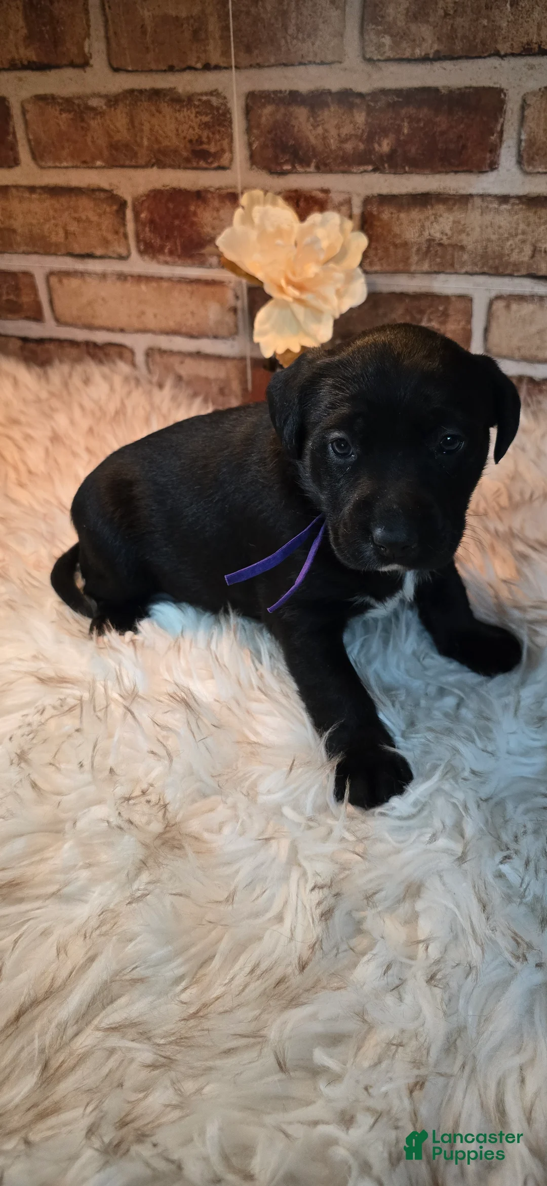 Mixed Breed dogs for sale: Willow - Ad 1