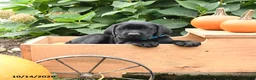 Labrador Retriever dogs for sale: Tod - Ad 4