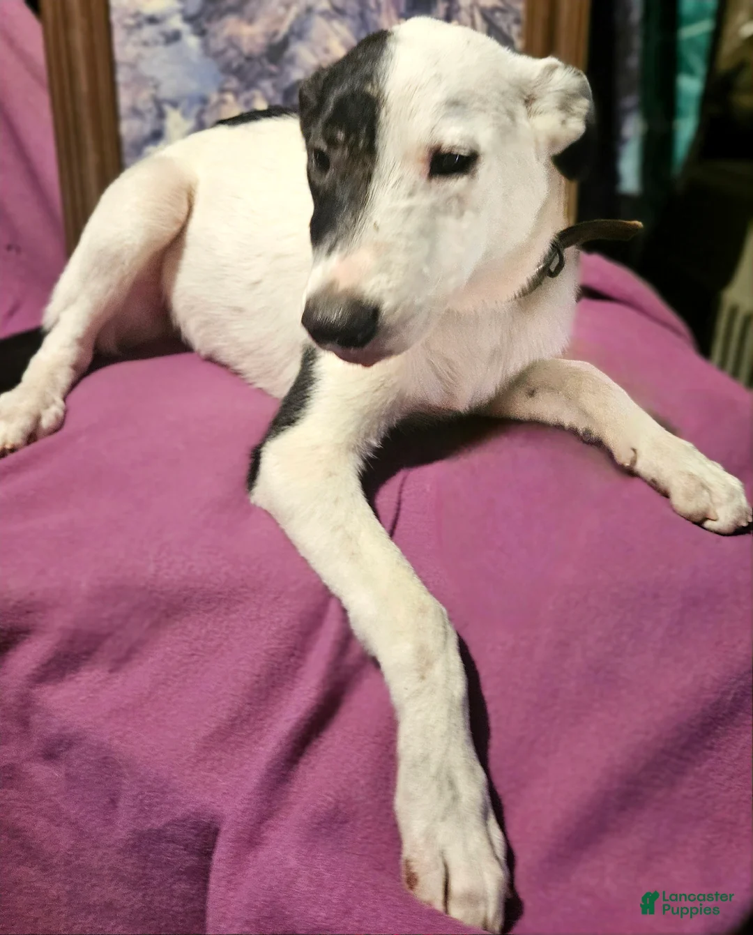 Border Collie dogs for sale: Hondo - Ad 11