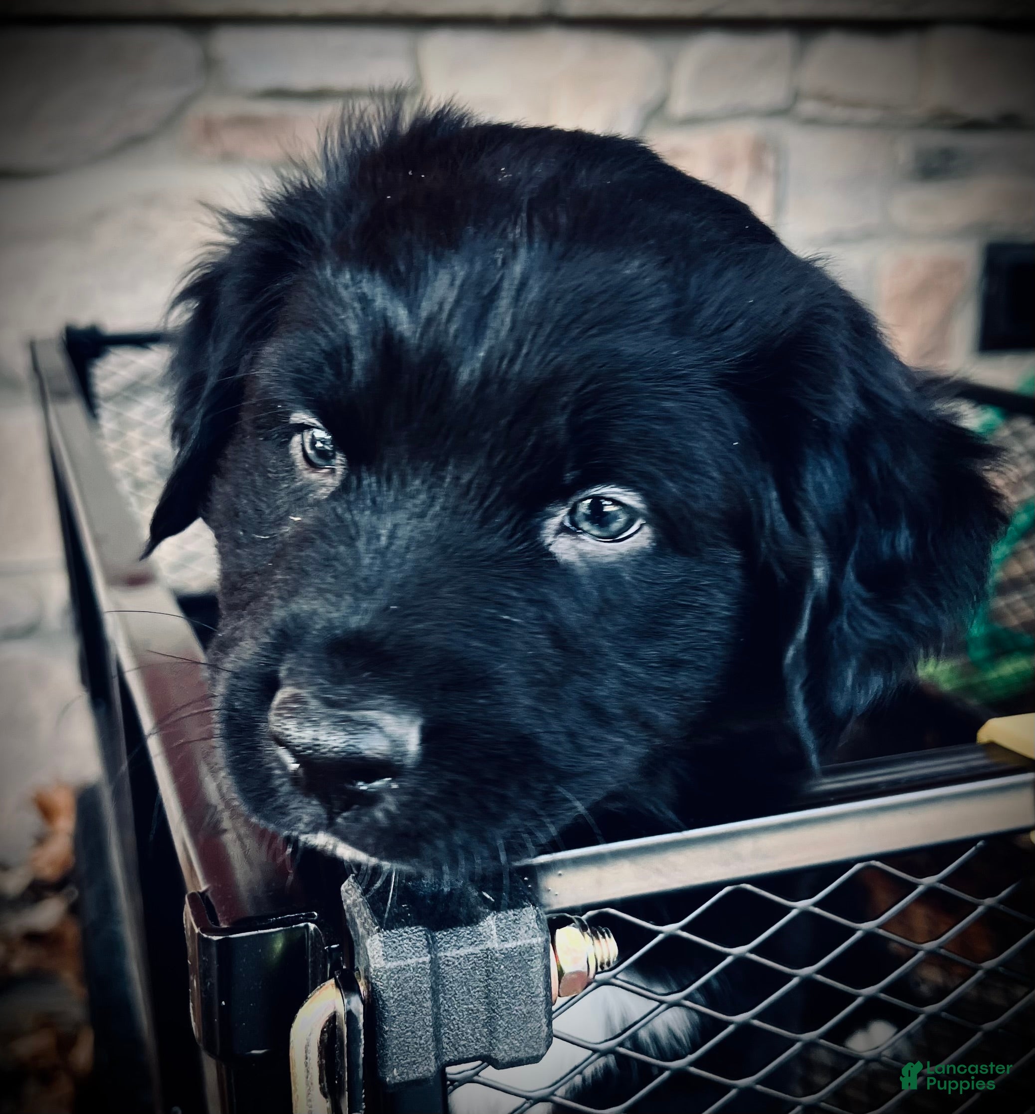 Australian Shepherd dogs Dasher - Ad 35