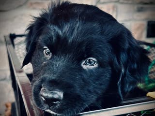 Australian Shepherd dogs Dasher - Ad 21