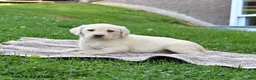 Labrador Retriever dogs for sale: Gracie - Ad 5