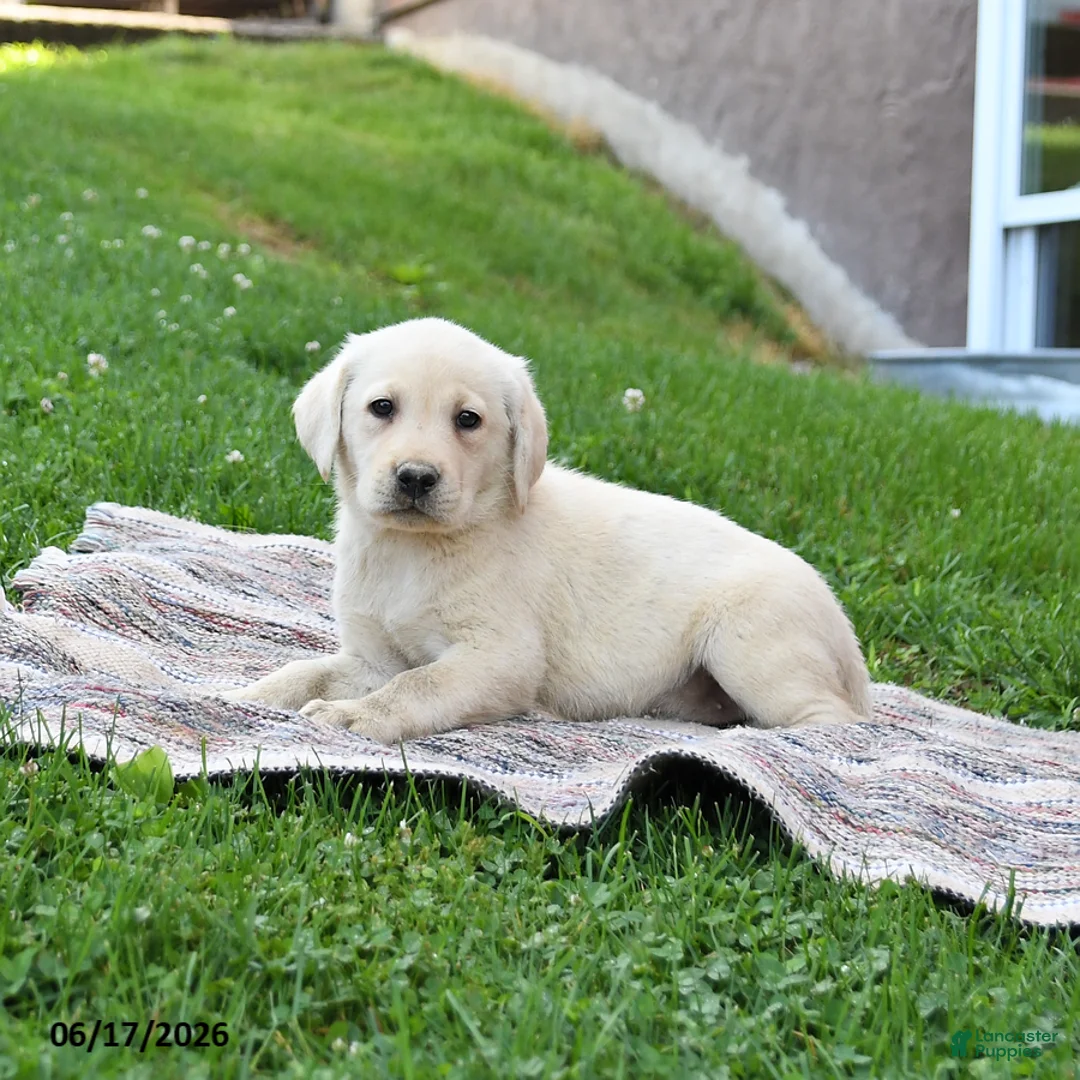 Labrador Retriever dogs for sale: Gracie - Ad 5