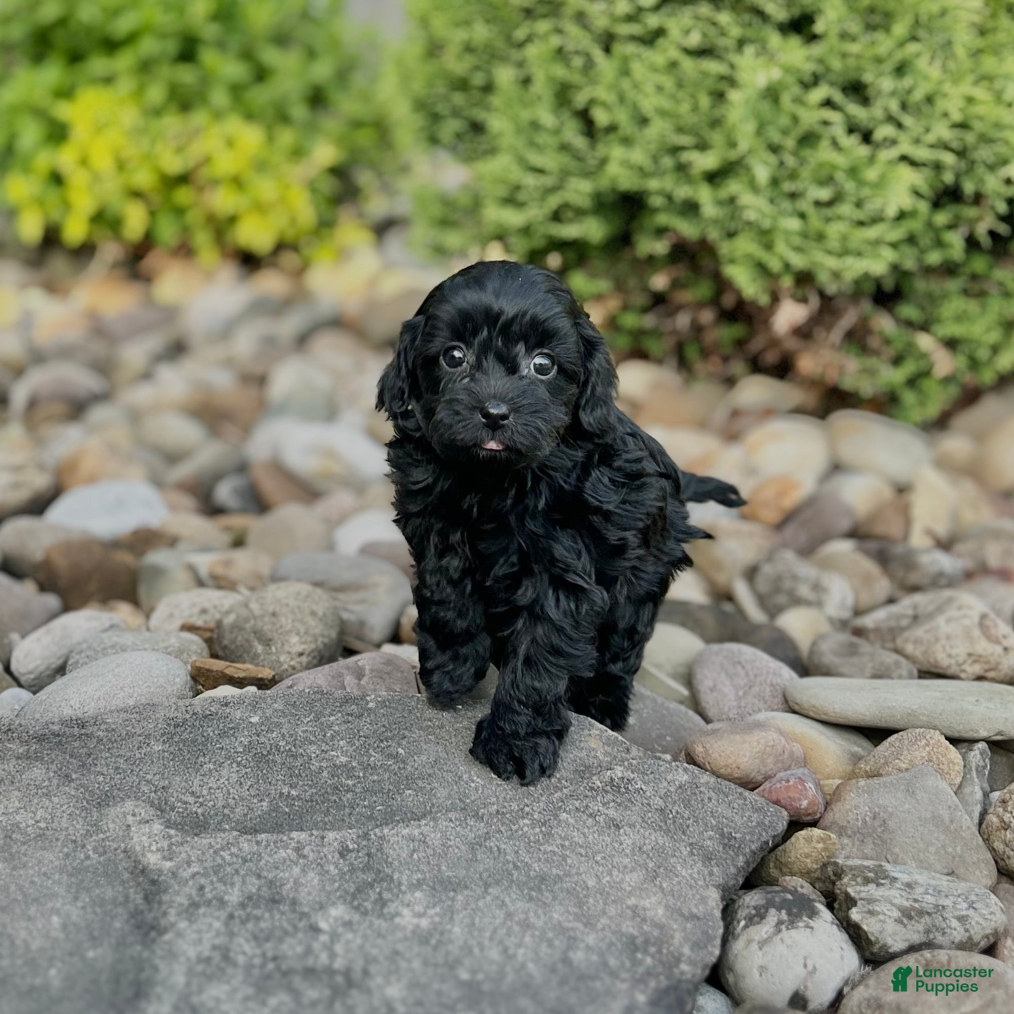 Cavapoo dogs Sweetheart - Ad 2
