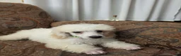 Miniature Poodle dogs for sale: Birch - Ad 4
