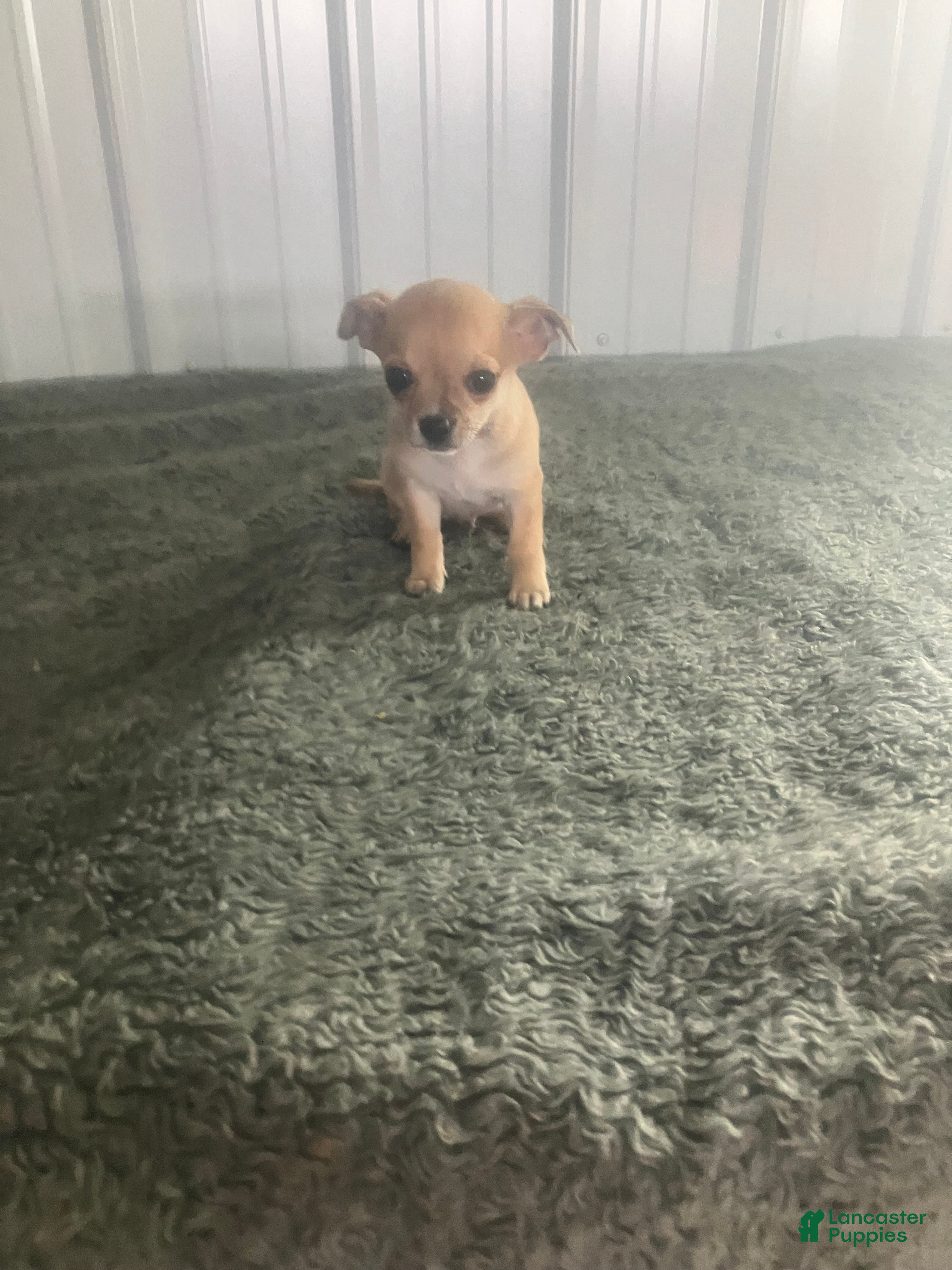 Chihuahua dogs Chihuahua Puppy 3 - Ad 27