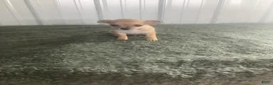 Chihuahua Puppy 3