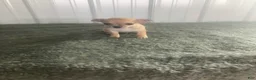 Chihuahua dogs for sale: Chihuahua Puppy 3 - Ad 1