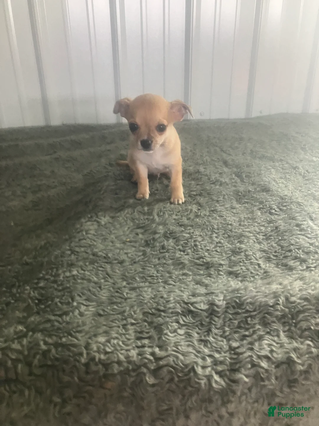 Chihuahua dogs for sale: Chihuahua Puppy 3 - Ad 1