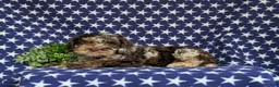 Cockapoo dogs for sale: Snickers - Ad 4