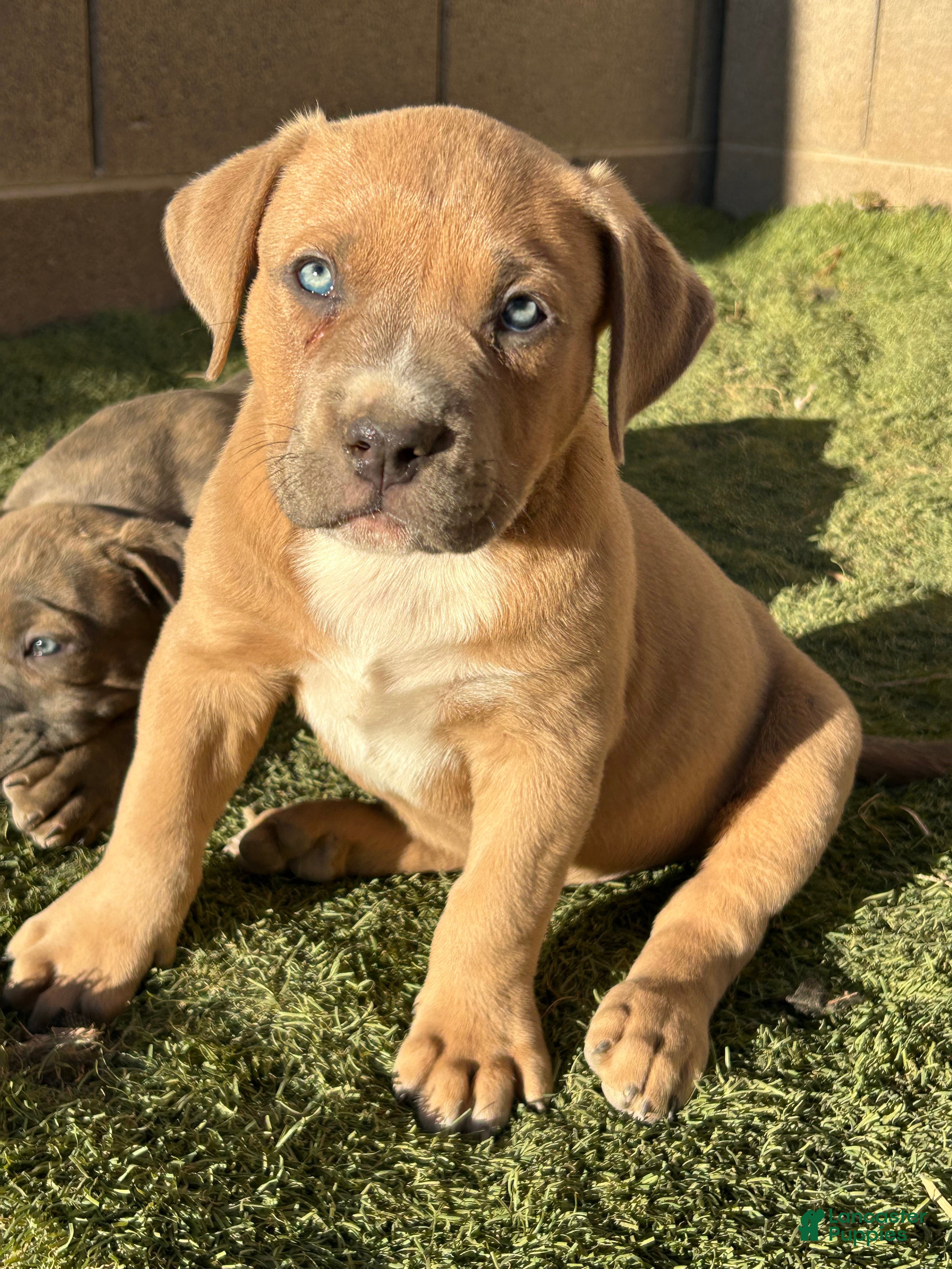 American Bully dogs KANO - Ad 4