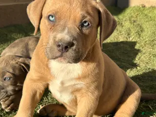 American Bully dogs KANO - Ad 4