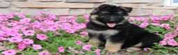 German Shepherd dogs for sale: Holly - Ad 5