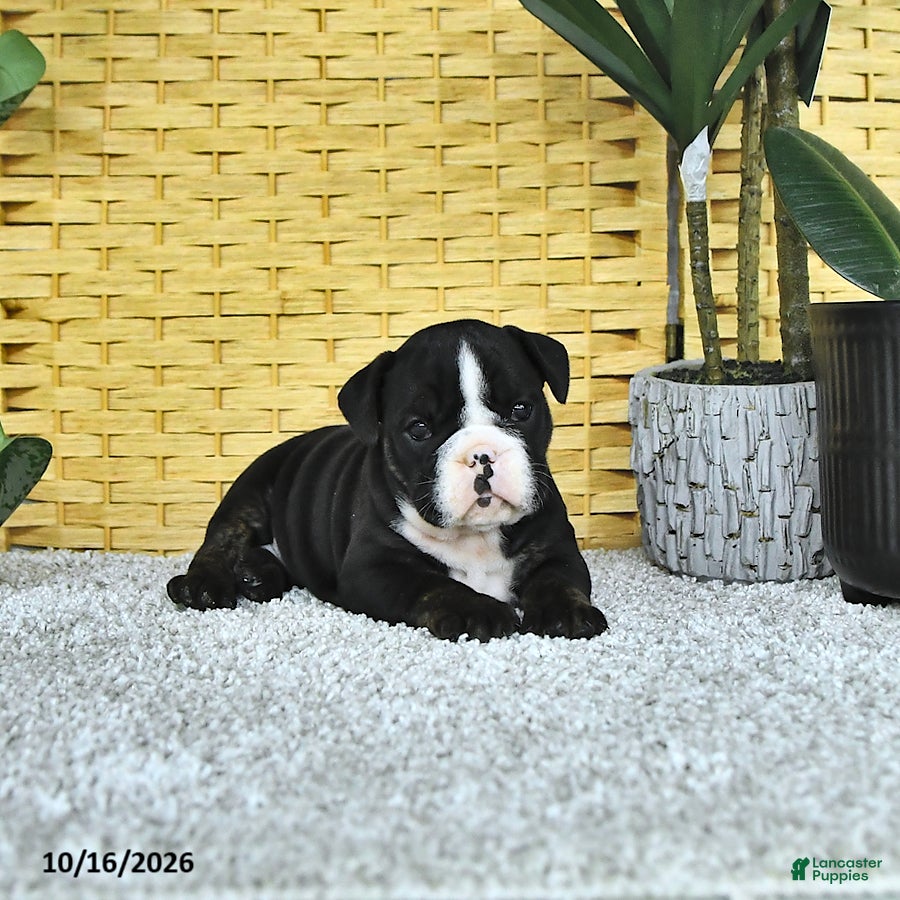 English Bulldog dogs for sale: Augie - Ad 3