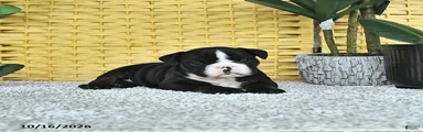 Augie