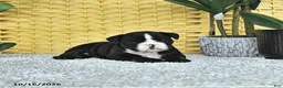 English Bulldog dogs for sale: Augie - Ad 1