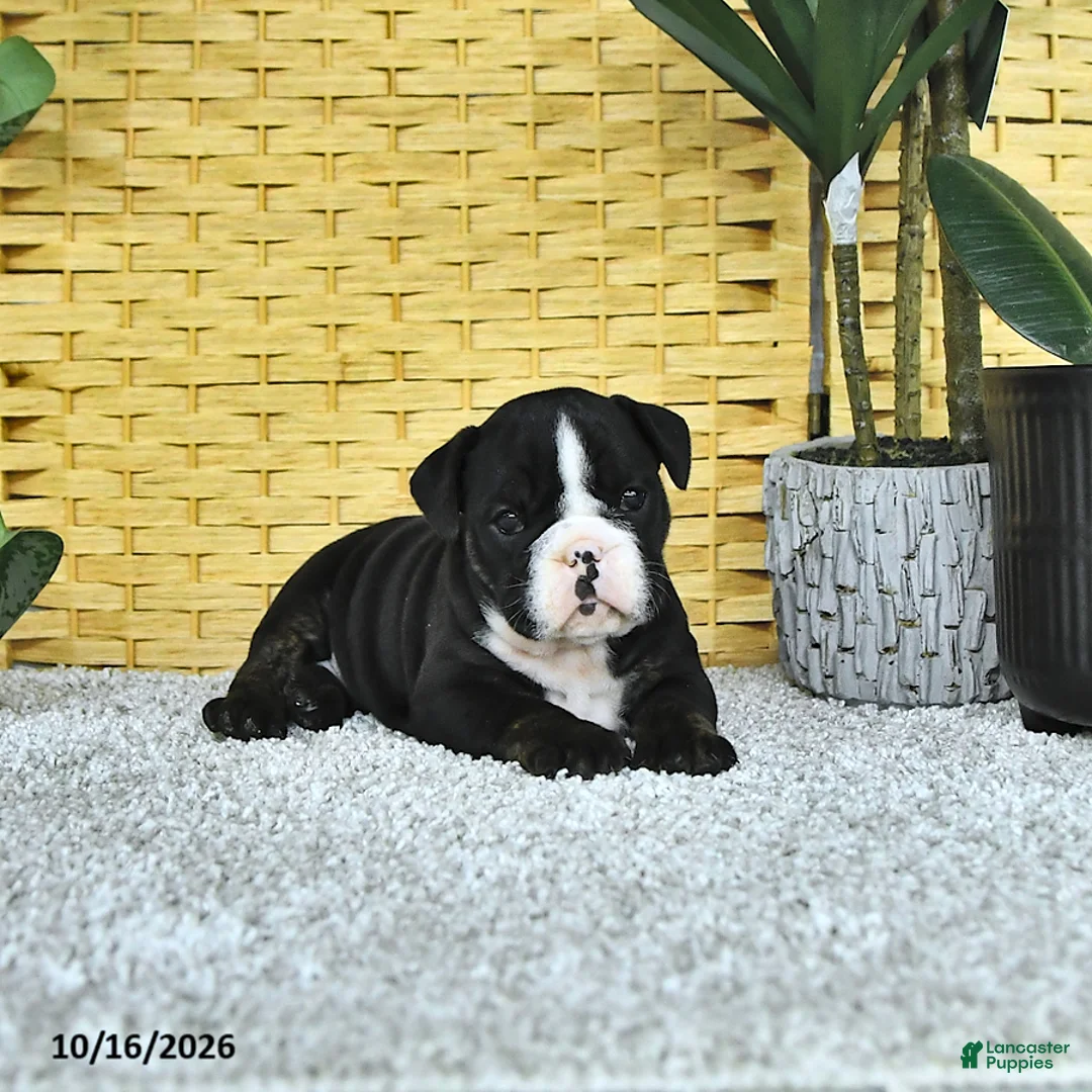 English Bulldog dogs for sale: Augie - Ad 1