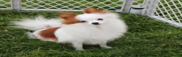 Pomeranian dogs for sale: Princess  - Ad 15