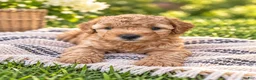 Mini Goldendoodle dogs for sale: Lily - Ad 13