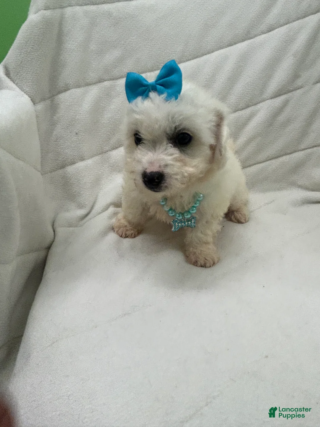 Bichon Frise dogs for sale: Bichon Frise Puppy 3 - Ad 3
