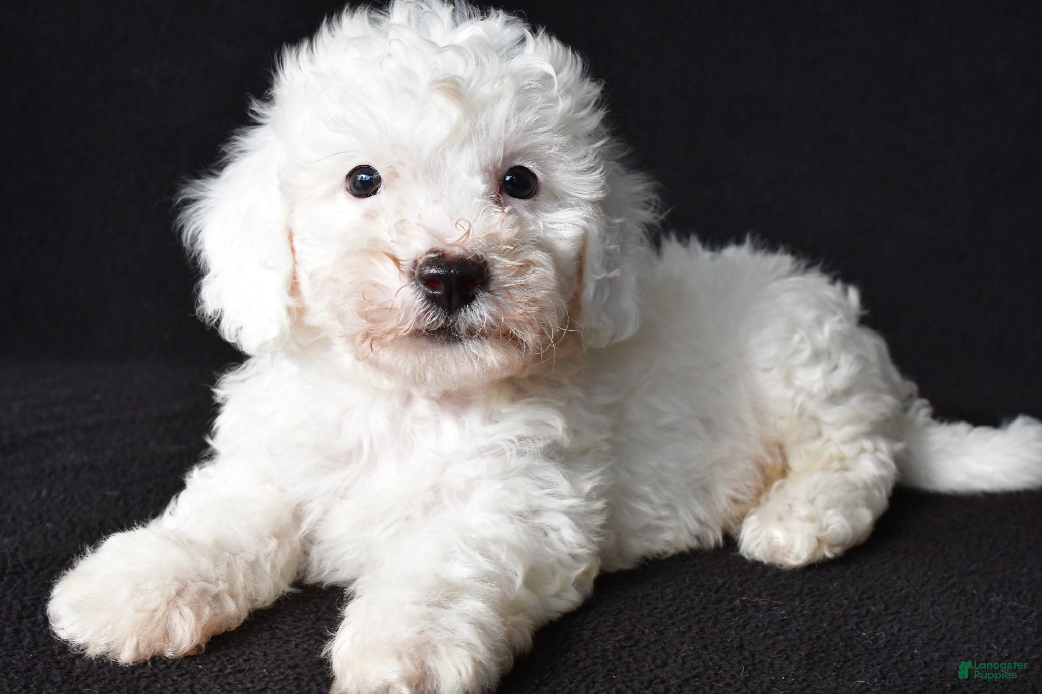 Bichon Frise dogs Bobby - Ad 2