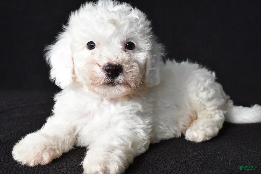 Bichon Frise dogs for sale: Bobby - Ad 2