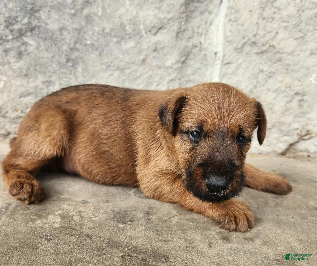 Irish Terrier dogs for sale: Ripley - Ad 6