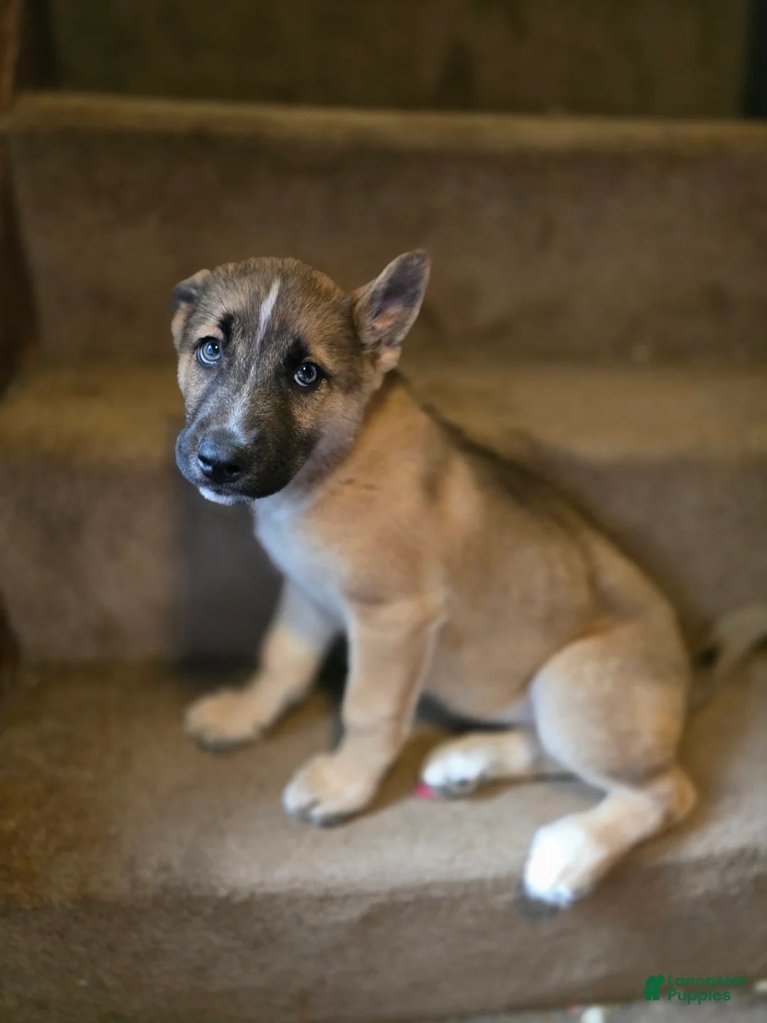 Gerberian Shepsky dogs for sale: Snowflake  - Ad 2