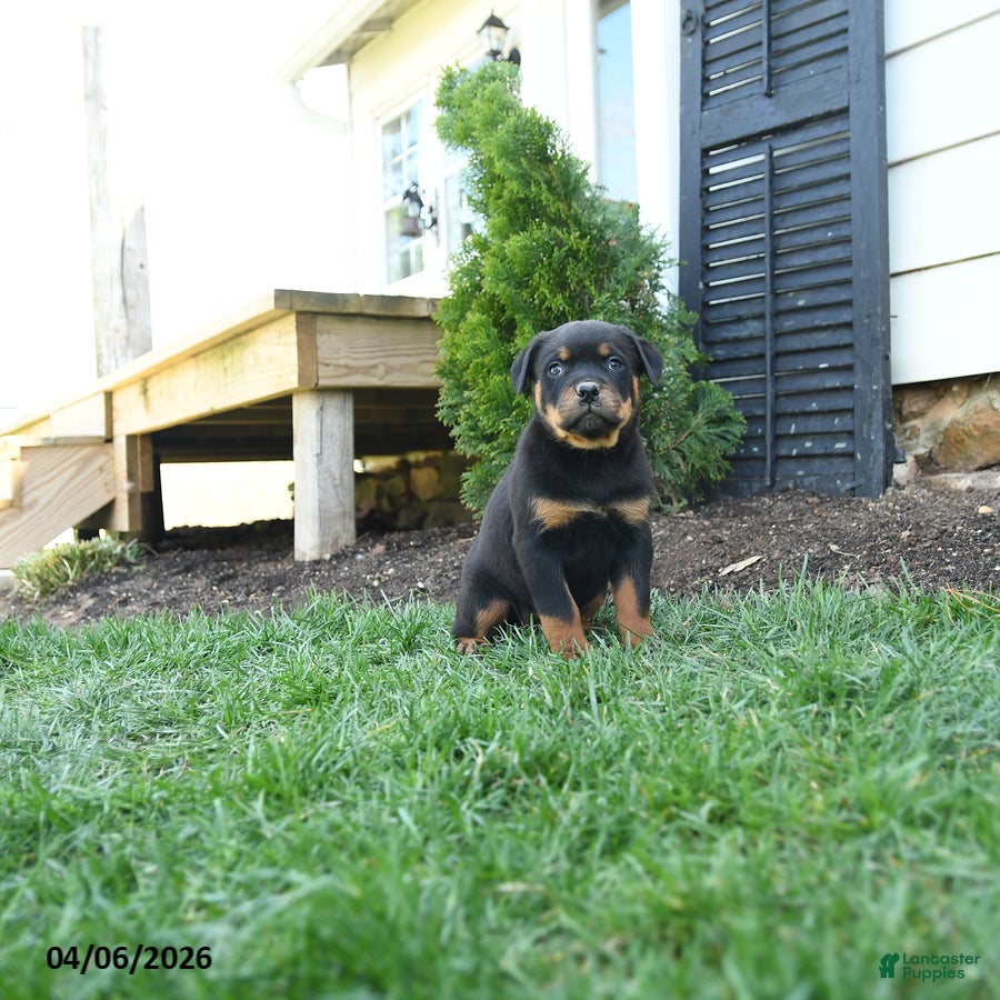 Rottweiler dogs Cc - Ad 2