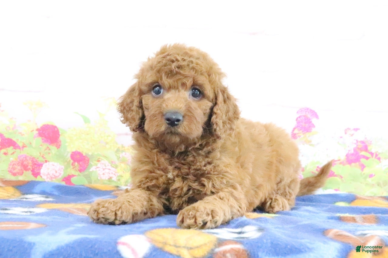 Mini Goldendoodle dogs Flurry - Ad 1